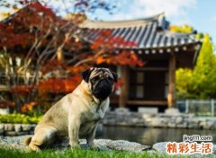 梦见狗很凶的要攻击我，做梦梦见狗追我是什么意思