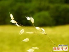 禾字旁的字有哪些