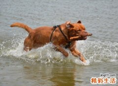 梦见被狗追，做梦梦见狗一直追着我不放