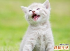 梦见被猫咬了是什么意思，女人梦到被猫咬手不放