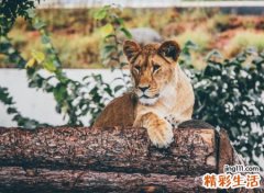 已婚女人梦见狮子，做梦梦到狮子是什么预兆