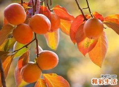 梦见柿子，已婚女人梦见好多柿子