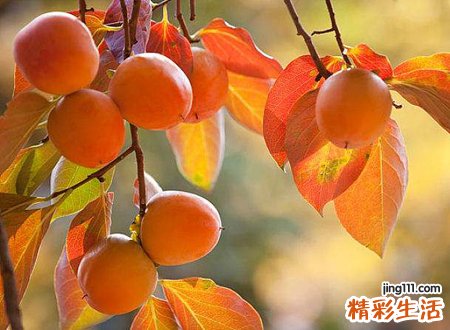 梦见柿子，已婚女人梦见好多柿子