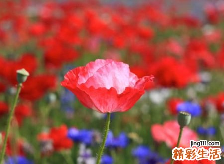 高冷霸气的快手昵称，最火独一无二的酷炫网名