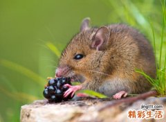 梦到老鼠，男人梦见老鼠什么征兆