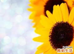 别致文艺小清新的微信名字，简约干净的森系网名