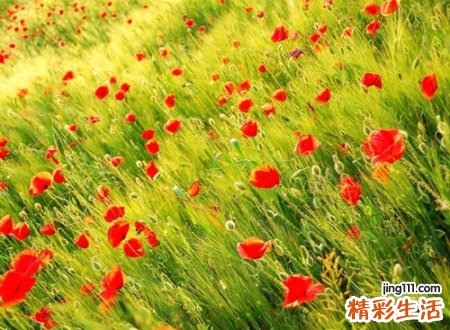 简单干净的英文名字，洋气欧美风格的热门英文网名