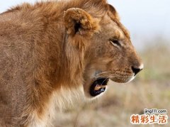 孕妇梦见狮子在门口狂吼