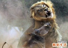 梦见被狮子追到处躲藏没有退路了