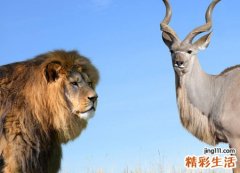 梦见狮子追我要吃我吓死我了