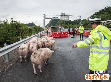 梦见过年了邻居帮忙一起杀猪敬天
