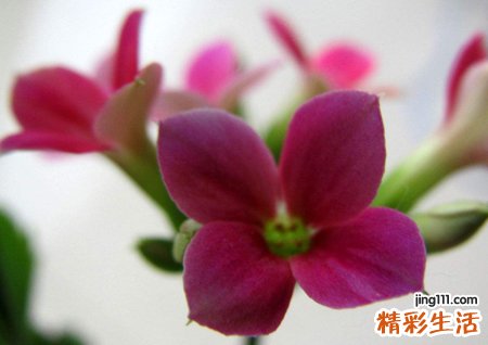 2020带来好运微信网名，唯美好听的古风好运气昵称