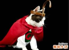 有创意的猫咪名字，乖乖宠物猫最佳昵称精选