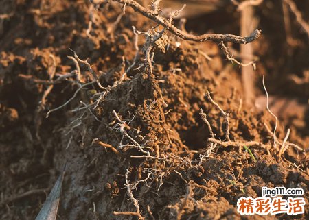 梦见自己先人的坟墓伫立在眼前