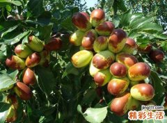 梦见和别人一起摘枣吃枣子