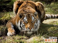 梦见老虎，女人晚上梦见老虎好吗