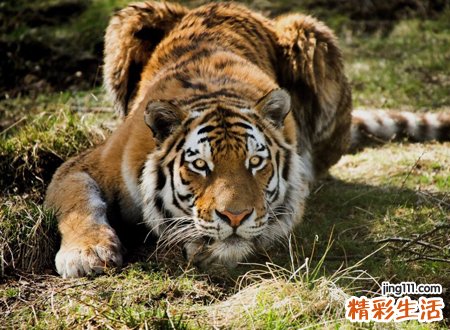 梦见老虎，女人晚上梦见老虎好吗