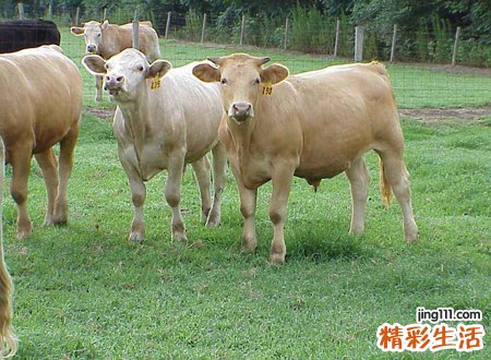 女人梦见牛好不好，已婚女人梦见被牛攻击