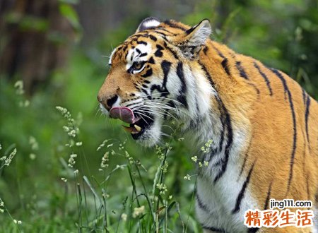 梦到老虎，做梦梦见老虎追我到处躲藏