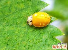 梦见小虫子在自己脖子上爬来爬去好痒痒