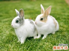 梦见小兔崽子会说话还给我唱歌听