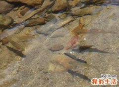 梦到鱼，梦到鱼是什么意思