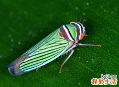 梦见虫子，做梦梦见虫子是什么意思