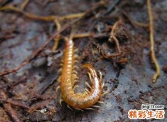 梦见蜈蚣，做梦梦到满地都是蜈蚣