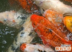 做梦梦到鱼，女人做梦抓鱼什么意思