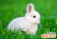 2023本命年犯什么太岁 2023年犯太岁的生肖如何化解