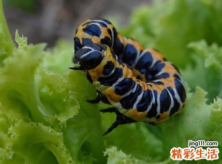 梦见满地奇异的各种毒虫攻击人类