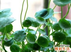 唯美怀旧风格的古风名字，最火吸引人的抖音唯美网名