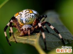 梦见蜘蛛爬到自己身上织网抓害虫