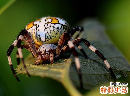梦见蜘蛛爬到自己身上织网抓害虫