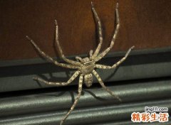 梦见一只大蜘蛛顺着网向上爬