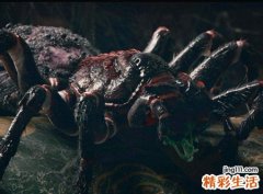 梦见小黑蜘蛛织网抓蚊子
