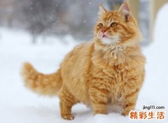 梦见猫很凶的攻击我，梦到被猫咬是什么意思