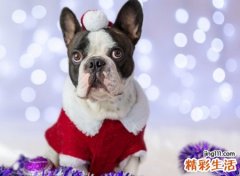 梦见自己被狗咬，做梦梦见狗冲自己叫想咬我