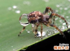 梦见蜘蛛是什么意思，做梦梦见屋子里成群的蜘蛛