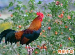 全网最皮的吃鸡名字，好听有个性的吃鸡游戏名称