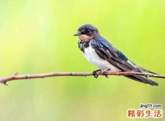 梦见燕子在家筑巢还会跟我说话聊天