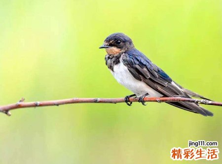 梦见燕子在家筑巢还会跟我说话聊天