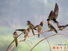 梦见刚出生的小燕子好可爱呀