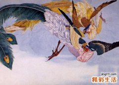 梦见金凤凰飞进自己身体还孵出小凤凰