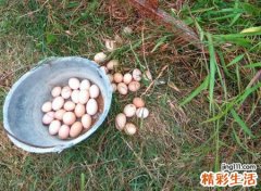 梦见鸡蛋，做梦梦见自己捡鸡蛋的预兆