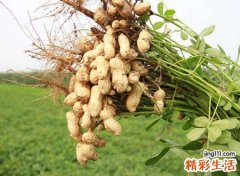 梦见花生是什么意思，做梦梦见花生是怀孕的征兆