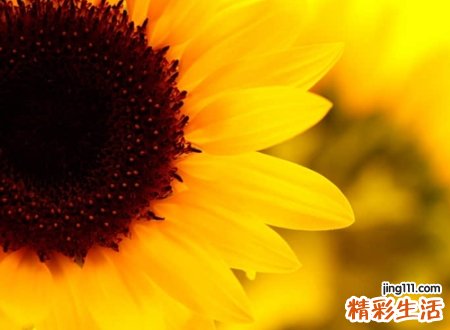 文艺范儿的4个字唯美昵称，古风韵味的四字网名