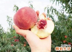 孕妇梦见吃桃很甜很脆大家都抢着吃