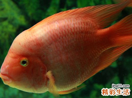 梦见一条小红鱼很可爱在水里畅游