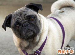 梦见被狗咬了，做梦梦见被黑狗咬不松嘴